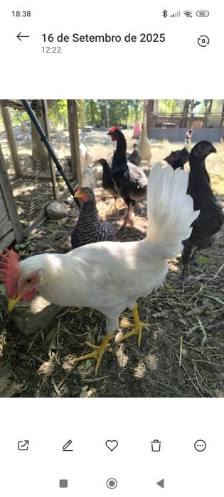 Galos/galinhas Leghorn jovens 4 meses