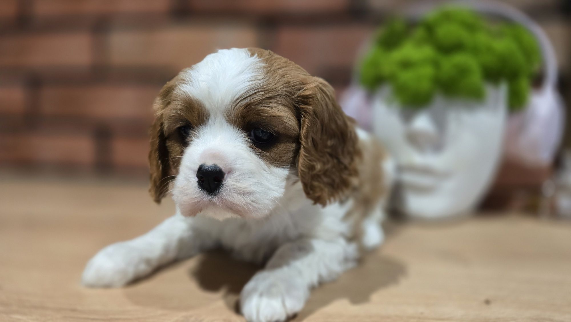 Cavalier king charles spaniel