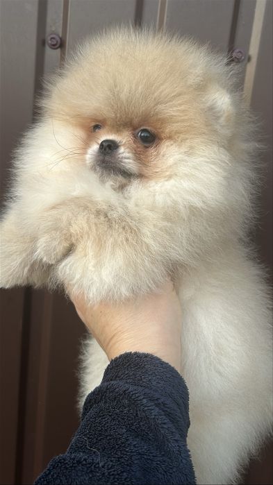 Дівчинка померанський шпіц
