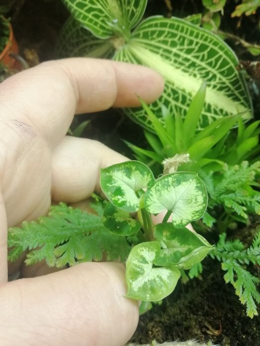 Сінгоніум Syngonium pixie dwarf form