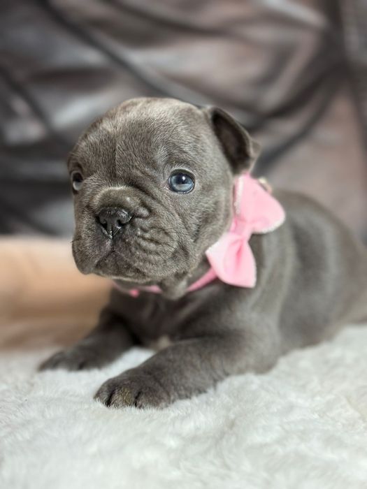 Buldog Francuski sunia