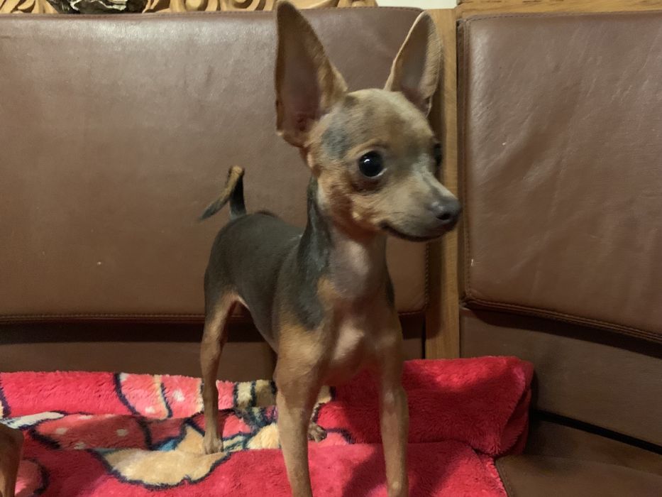 Той тер’єр для в’язки