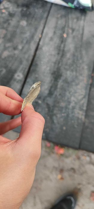 Таранька серебриста 50 г