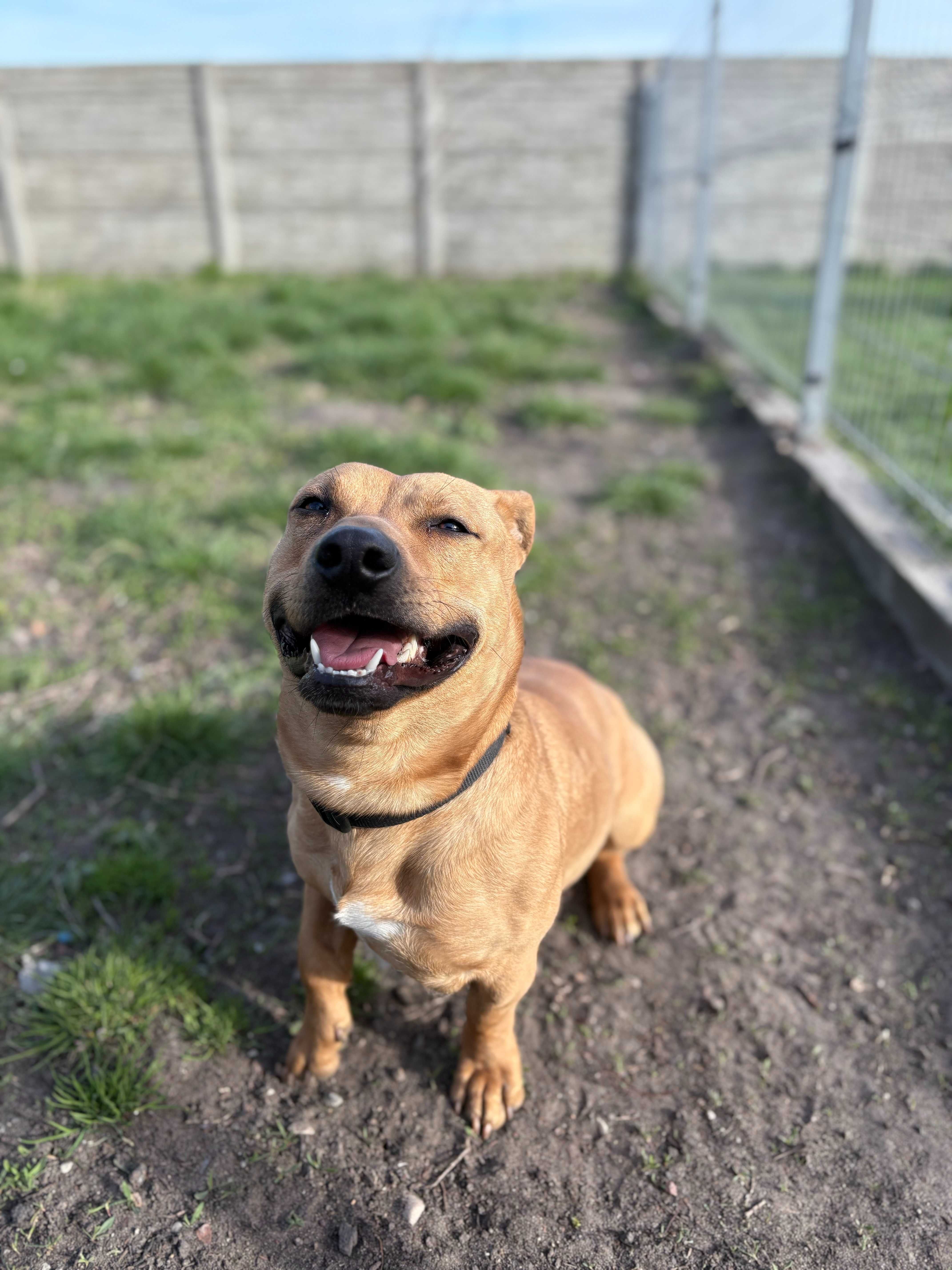 Paker do adopcji pies Kalisz Wroclaw Poznan Lodz