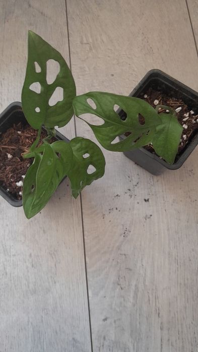 Ostatnia Monstera Monkey rośliny doniczkowe
