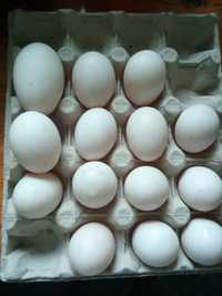 Jajka lęgowe od kaczek biegusów