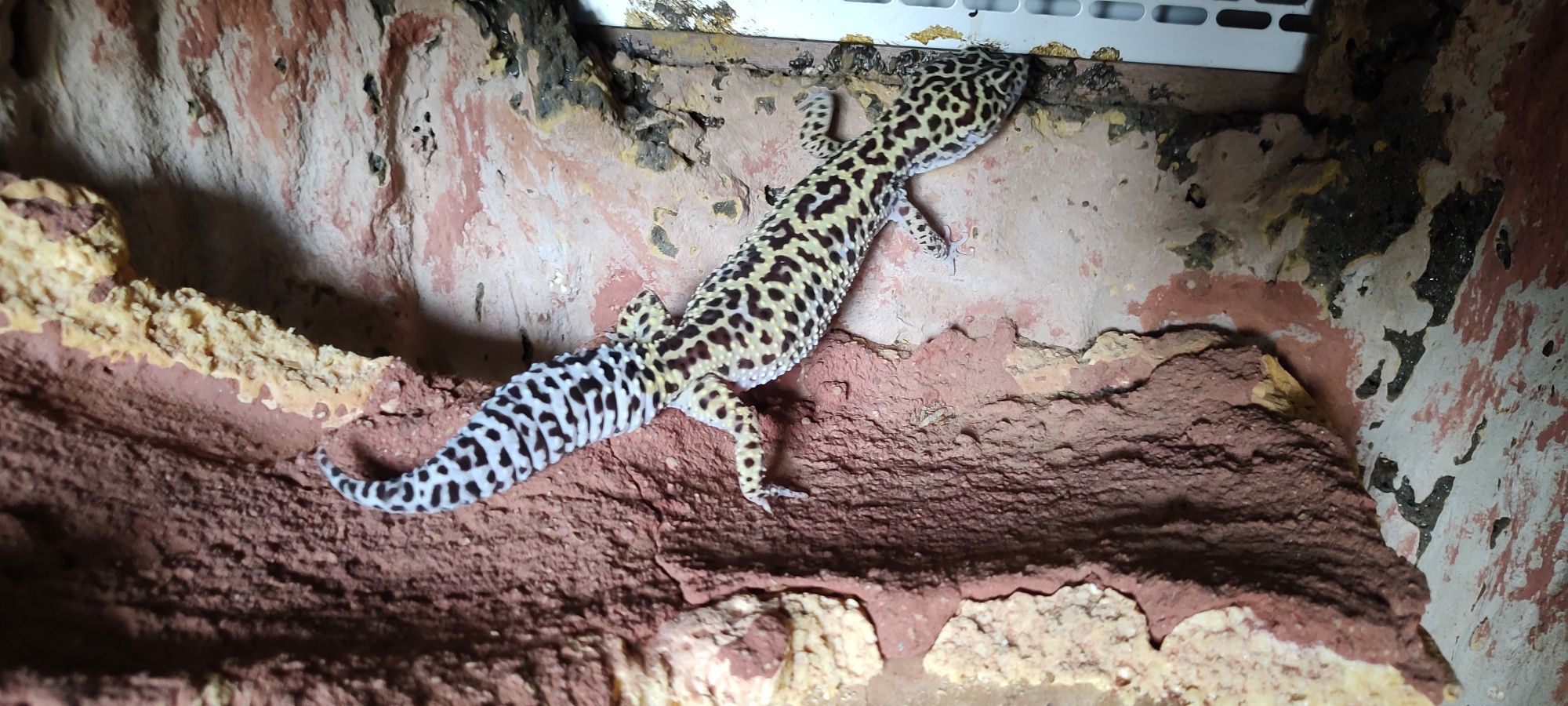 Gekon lamparci + wyposażenie + terrarium ( zestaw )