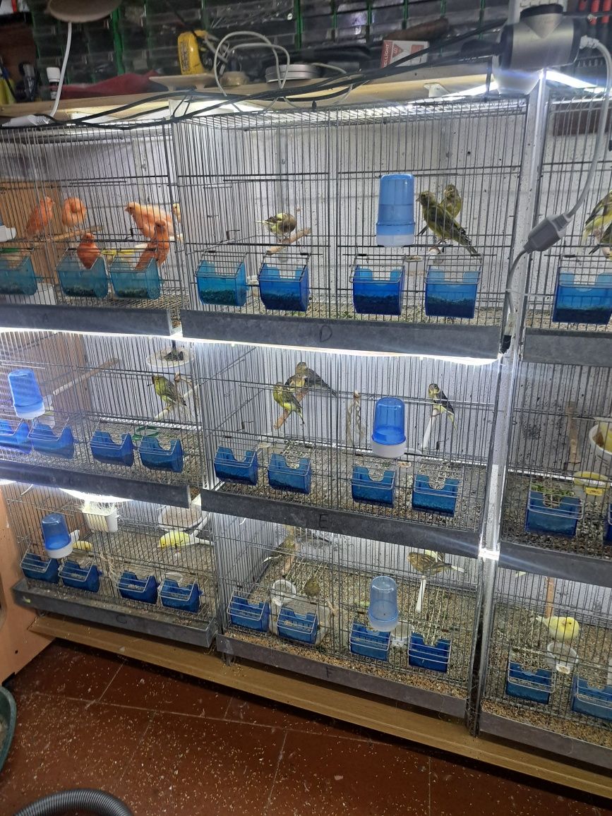 Canários várias raças