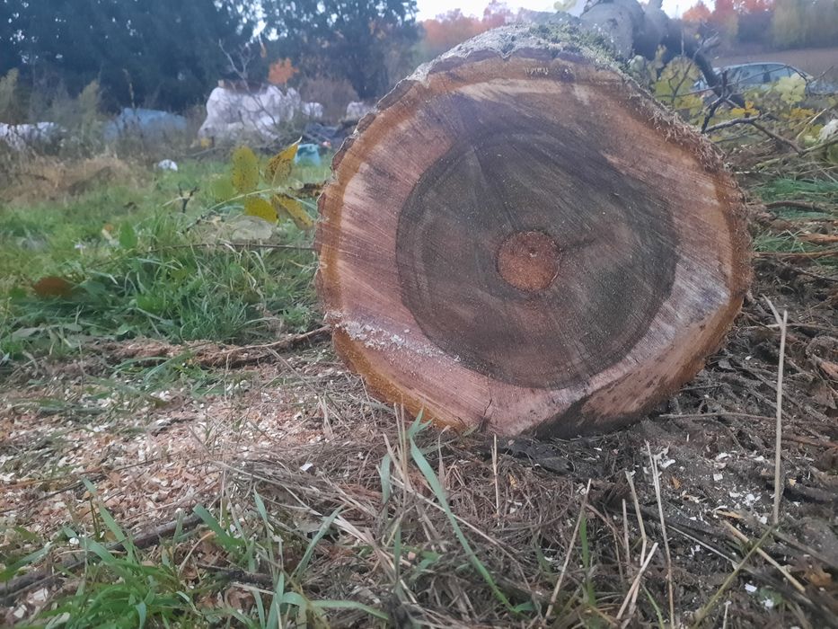 Orzech włoski drzewo