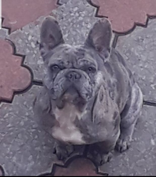 Вязка французский бульдог мальчик Конар