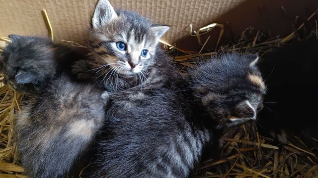 Małe kotki i ich mama do adopcji