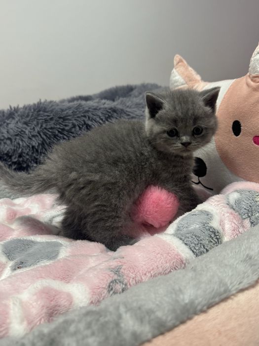 Kot brytyjski Brytyjskie kocurek brytyjczyk z Rodowdem i Chipem