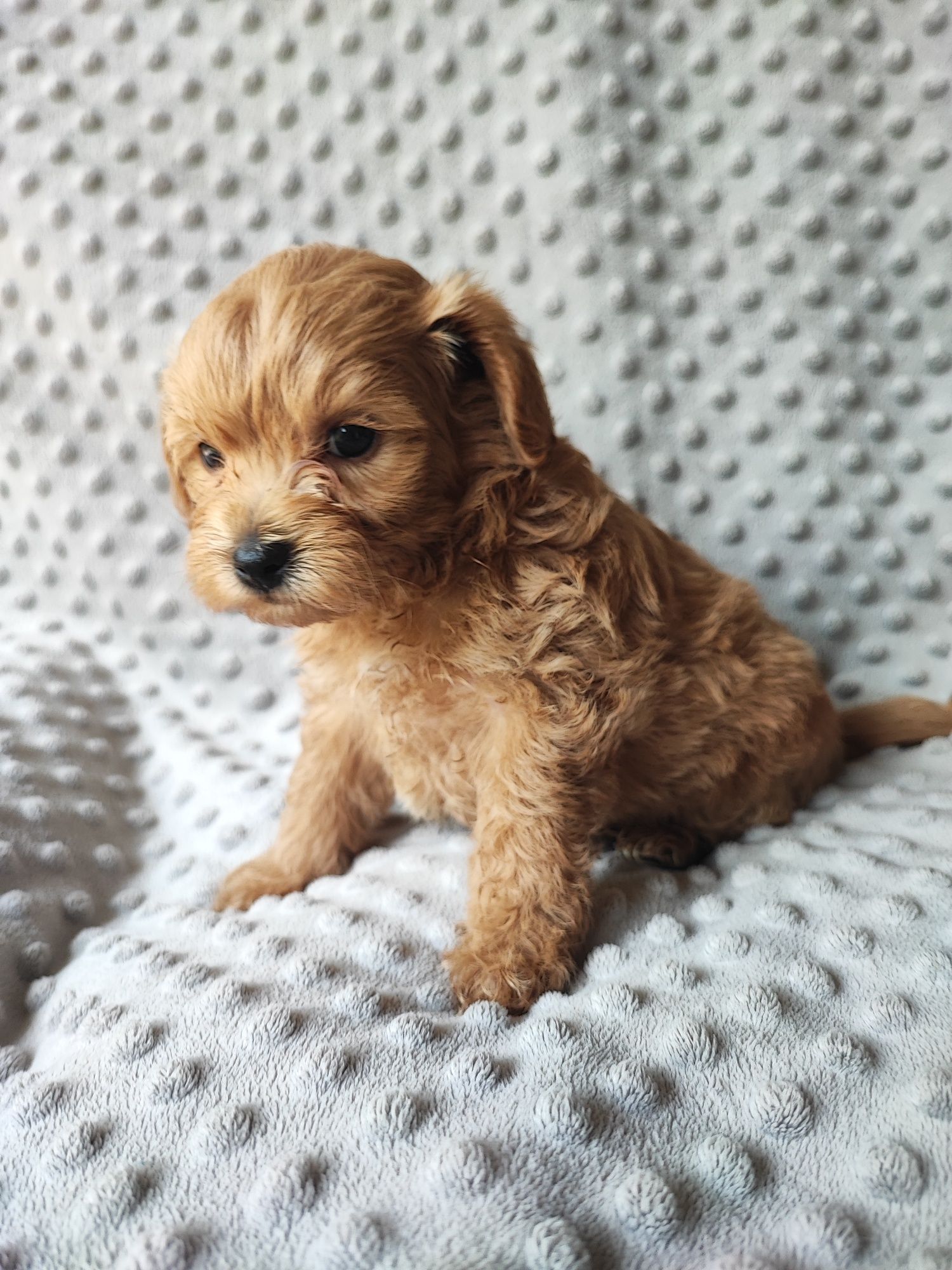 Maltipoo chłopiec F1