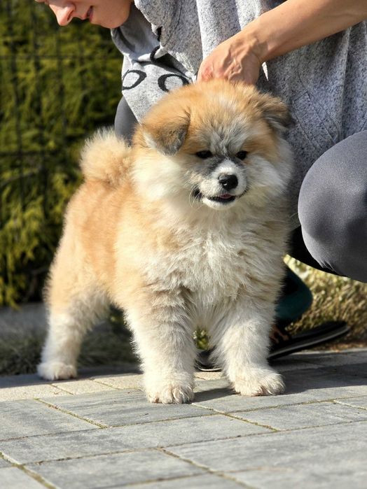 Akita Inu (japońska), ZKwP / FCI & AKIHO - czerwony piesek LC