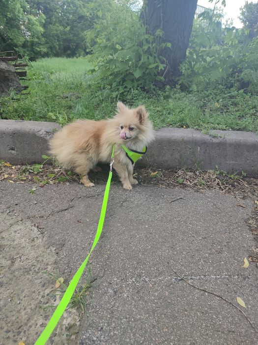 Мини шпиц девочка