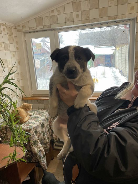 Отдам даром в хорошие руки