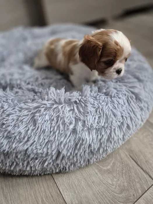 Cavalier King Charles