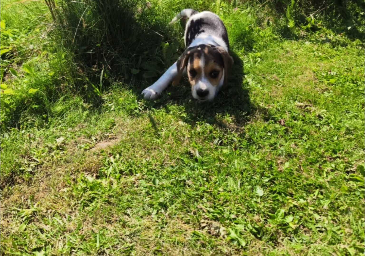 Szczeniak Beagle