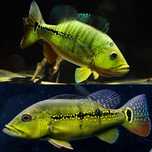 Cichla brokopondo / orinocensis