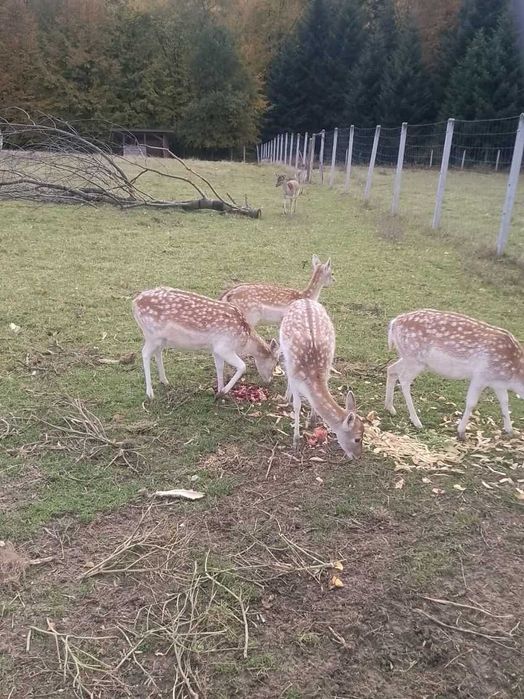 Daniel mięso z daniela