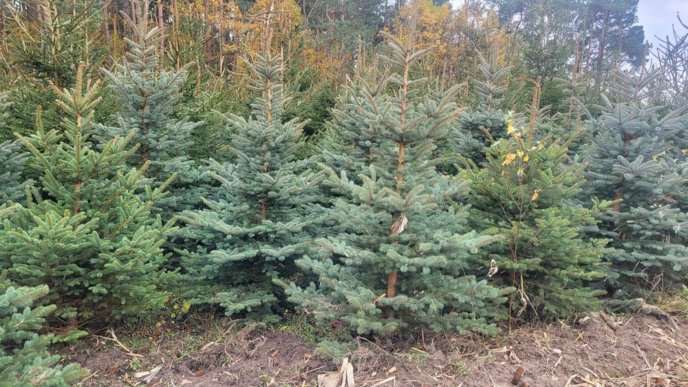 Choinki Bożonarodzeniowe