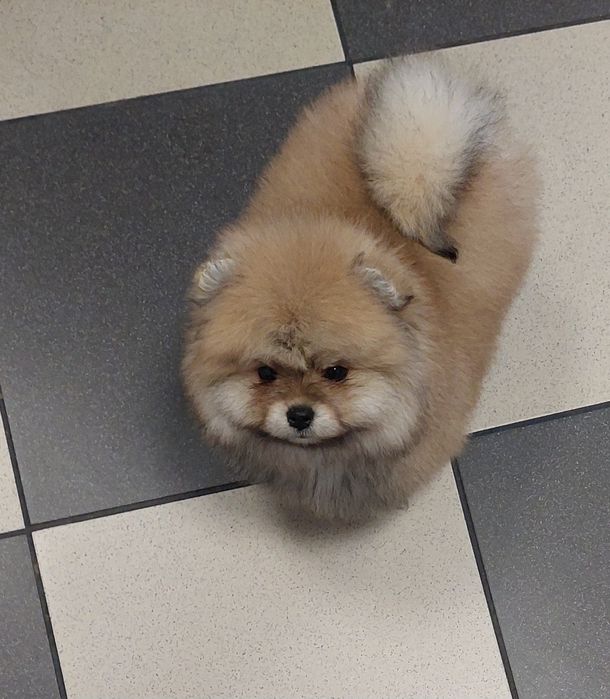 Szpic miniaturowy chłopczyk