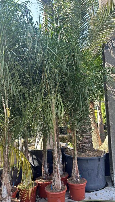 Coqueiros 300CM-350CM-400CM