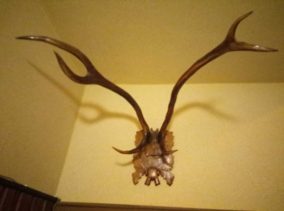 Роги оленя та гірського козла