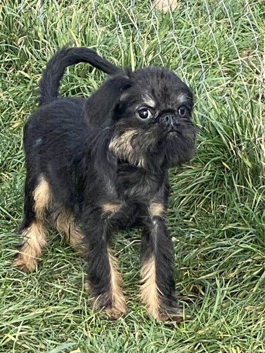 Бельгійський гріффон КСУ