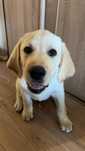 Szczeniak labrador retriever piesek biszkoptowyZkwp gotowy do odbioru
