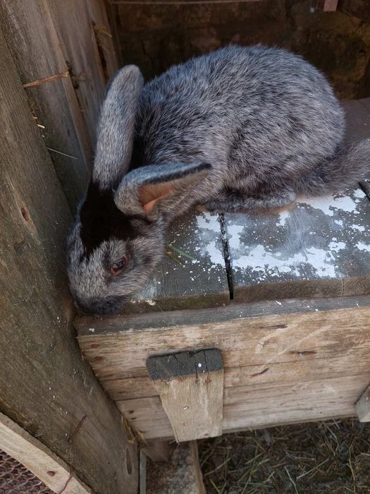 Продам крольчат.Полтавское серебро