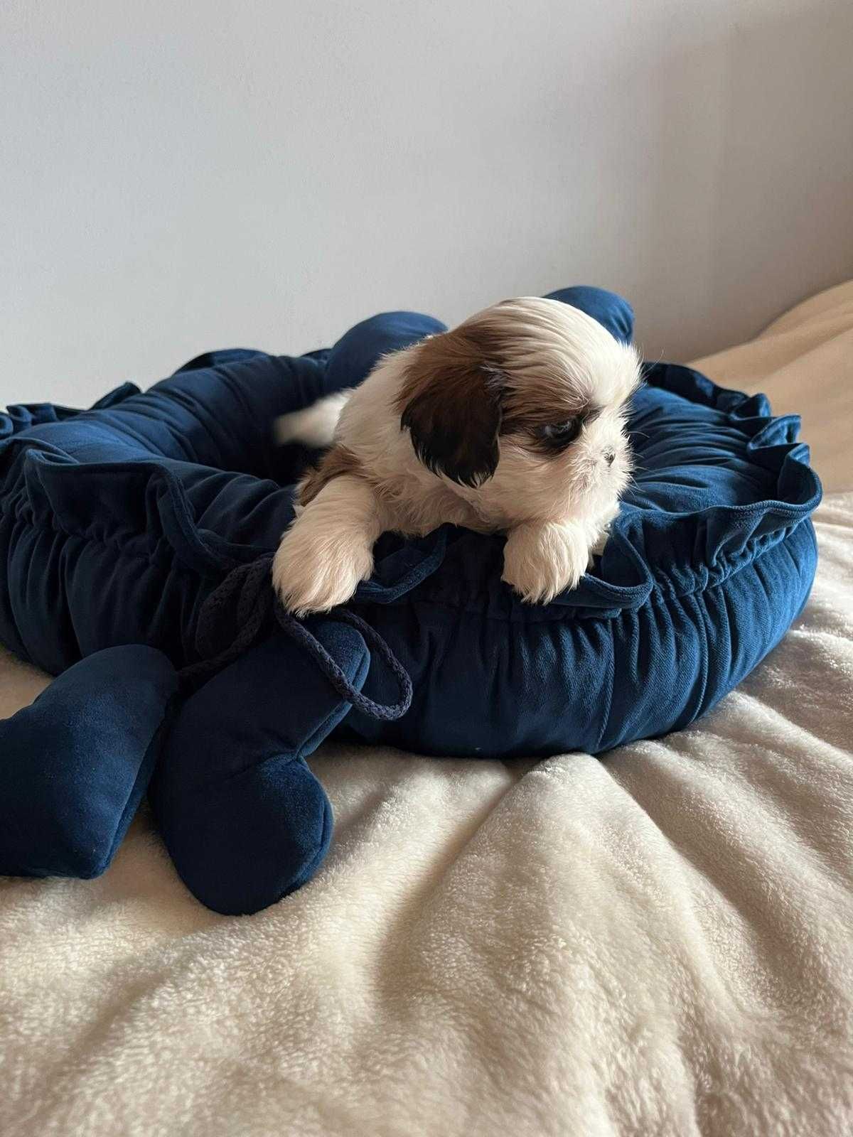 Sprzedam szczenię rasy Shih tzu