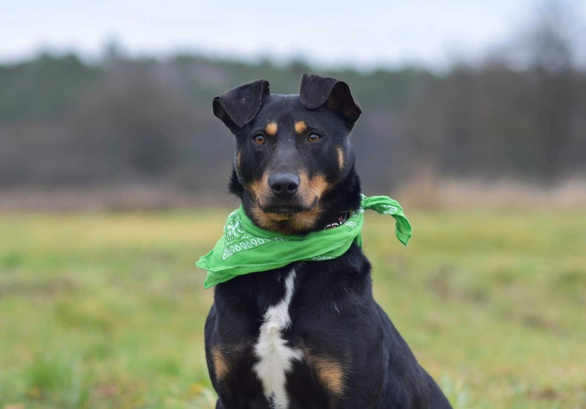 Iwo do pilnej adopcji!