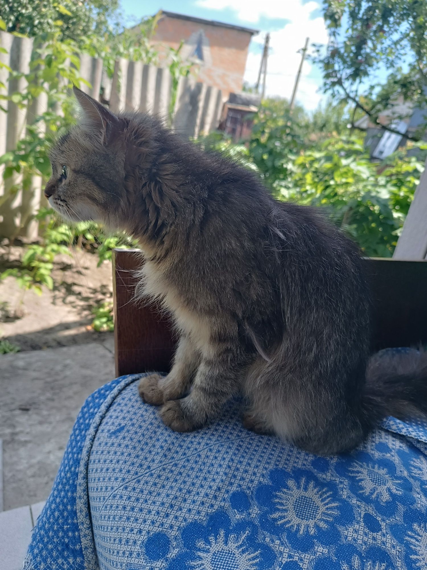 Безкоштовно котята