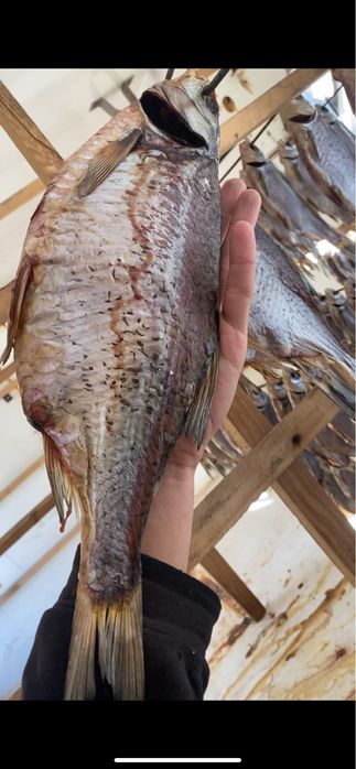 Тарань,Судак,Окунь,Лещ,Оптовые цены на розницу