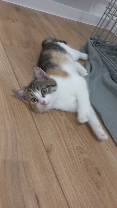 Młode koty kociaki szukają domu niekupujadoptuj miziaki rodzeństwo