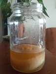 SCOBY przyjaciel do kombuchy