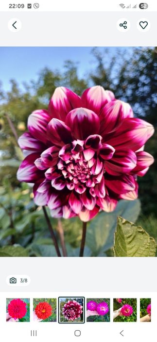 Георгіна, жоржина