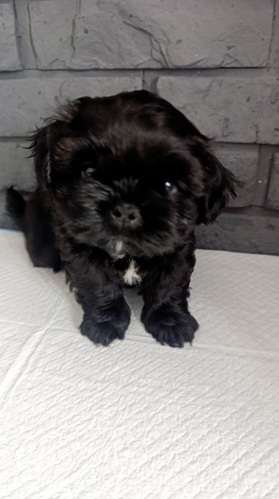Śliczny shih tzu piesio.Juz do odbioru.