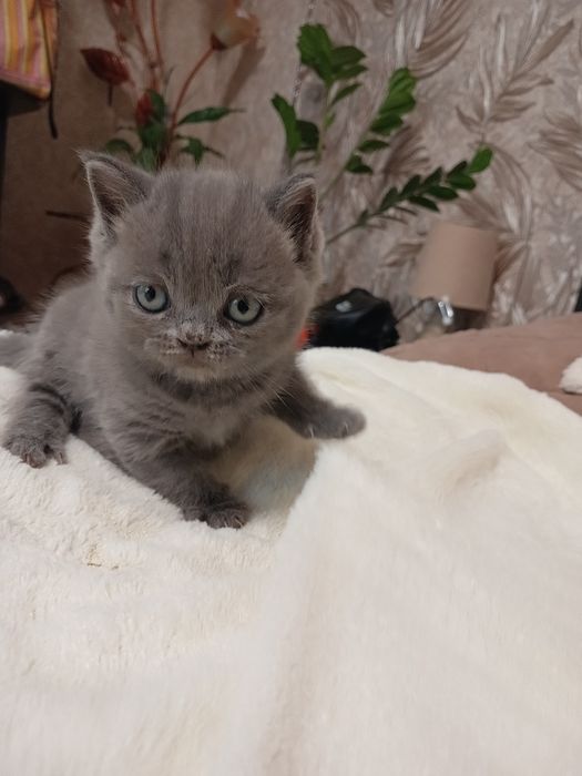 Британські кошенята