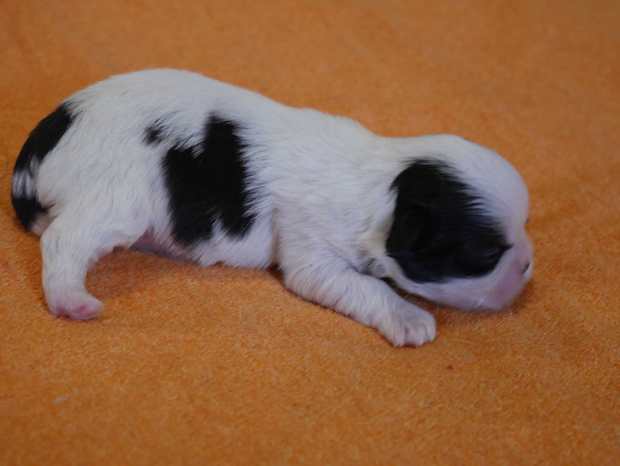 SHIH TZU - suczka do rezerwacji