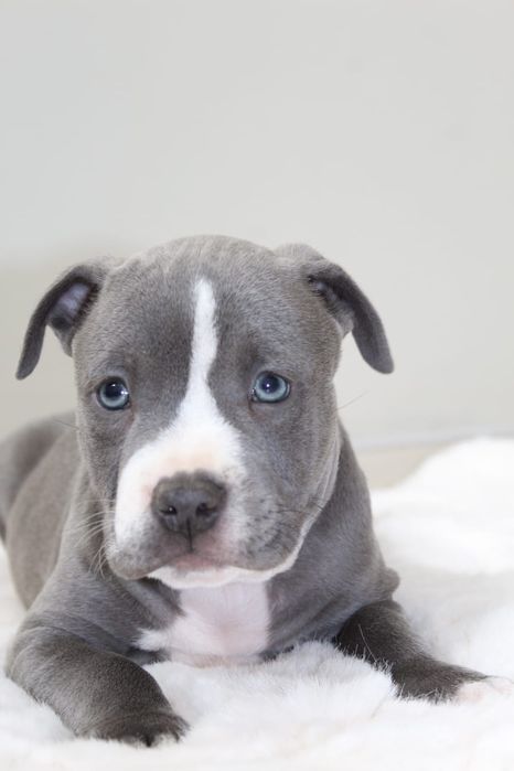 Amstaf Amstaff Amstaffy American Staffordshire Terier