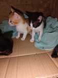 Gatinhos para adoção