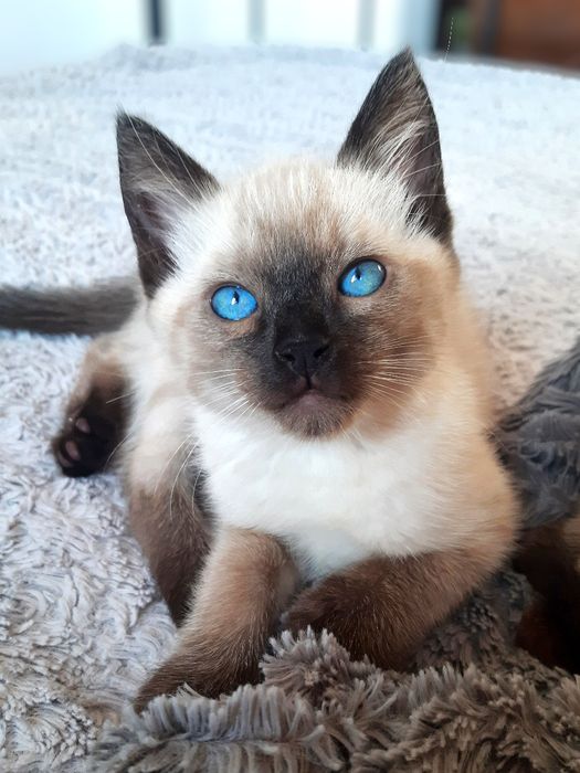 Kot Tajski Kotki Tajskie Kotek Tajski