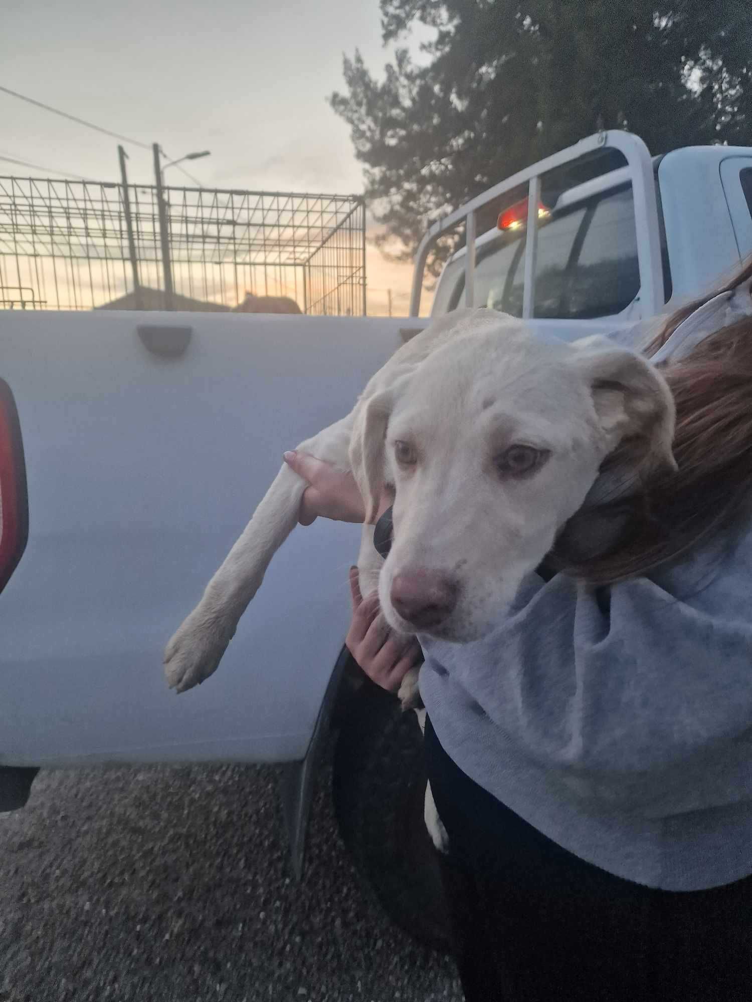 3 PUPPY'S (2 Machos e 1 Fêmea, 4 Meses) Para Adoção