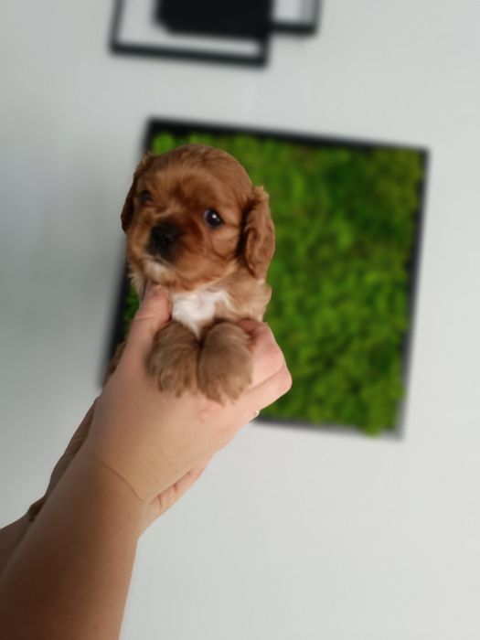Cavalier King Charles spaniel FCI