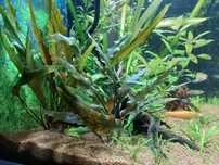 Cryptocoryne undulata