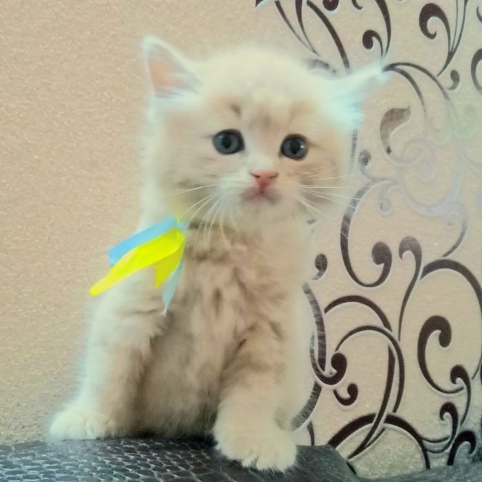 Котики безкоштовно