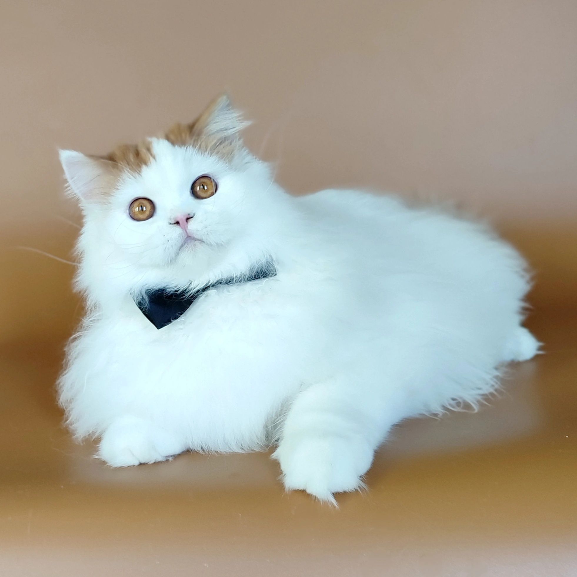 Шотландський котик