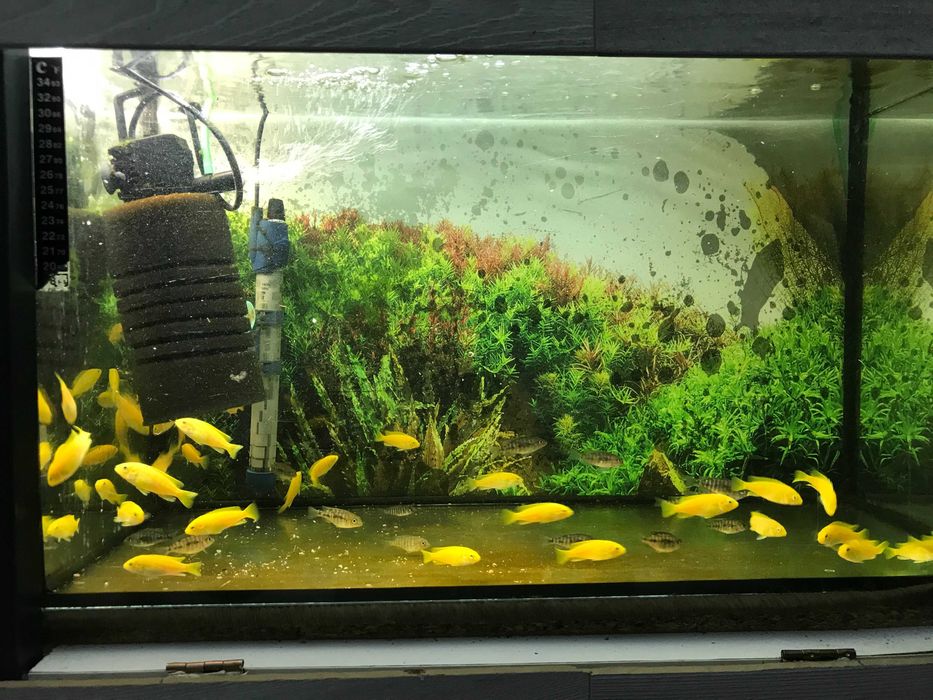 pyszczaki molinezje glonojady